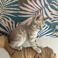 Chaton bengal loof #7
