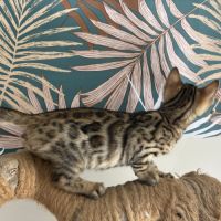 Chaton bengal loof #8