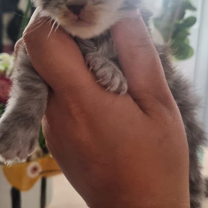 Bebe maine coon a réserver #1