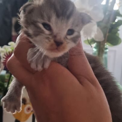 Bebe maine coon a réserver #2