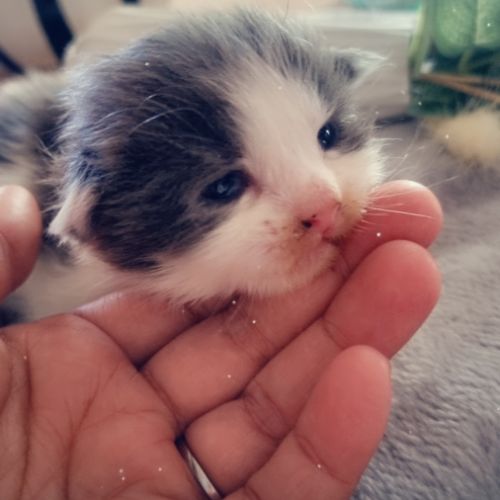 Bebe maine coon a réserver #5
