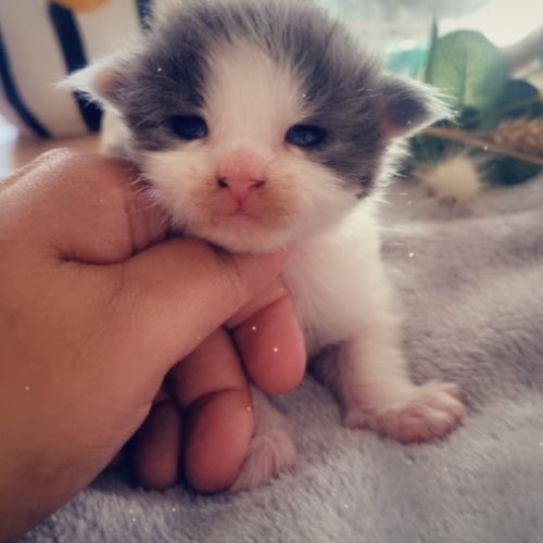 Bebe maine coon a réserver
