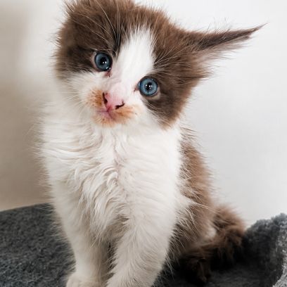 Bebe maine coon a réserver #1