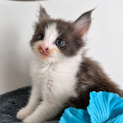 Bebe maine coon a réserver #2