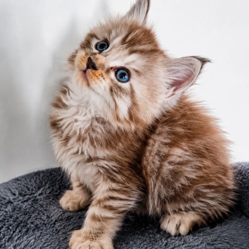 Bebe maine coon a réserver #3