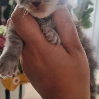 Bebe maine coon a réserver #1