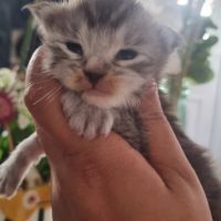 Bebe maine coon a réserver #3