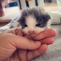 Bebe maine coon a réserver #4