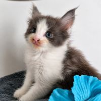 Bebe maine coon a réserver #2