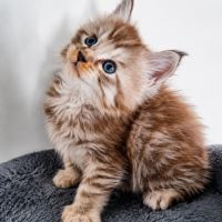 Bebe maine coon a réserver #3