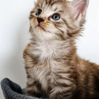Bebe maine coon a réserver