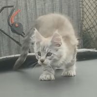 Bebe maine coon a réserver