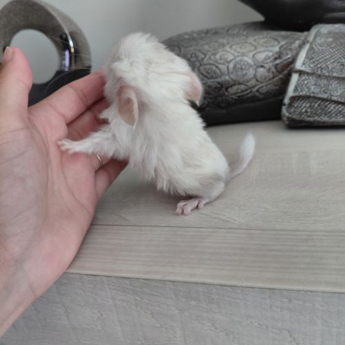 Chinchilla porteur curl #1