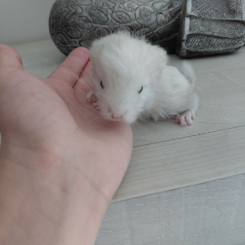 Chinchilla porteur curl #3