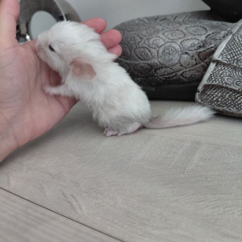 Chinchilla porteur curl #5