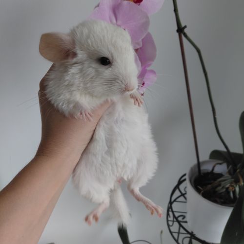 Chinchilla porteur curl