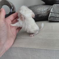 Chinchilla porteur curl #1