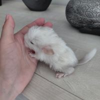 Chinchilla porteur curl