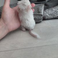 Chinchilla porteur curl #4