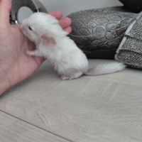 Chinchilla porteur curl #5