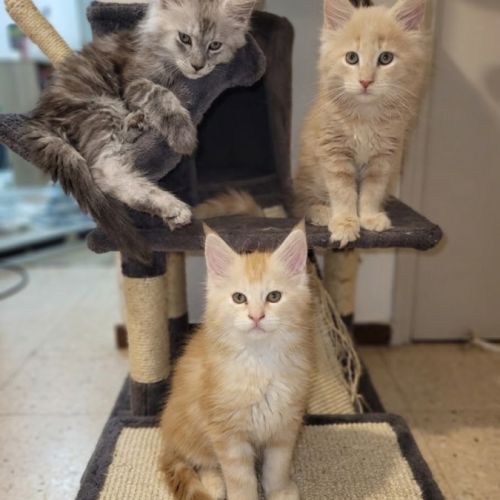 3 chatons maine coon