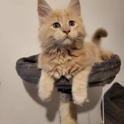 3 chatons maine coon