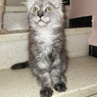 3 chatons maine coon #3