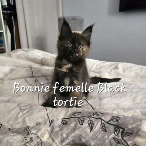 Chaton maine coon #1