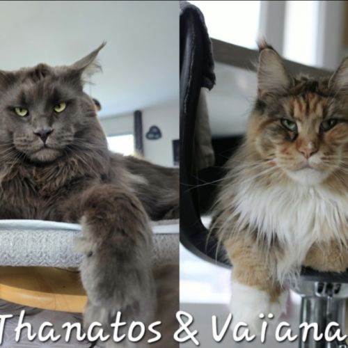 Chaton maine coon #3