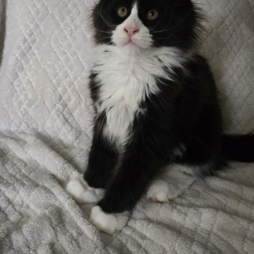 Chaton maine coon