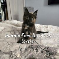 Chaton maine coon #1