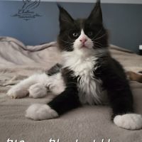 Chaton maine coon