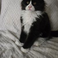 Chaton maine coon