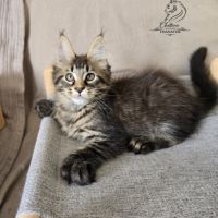 Chaton maine coon