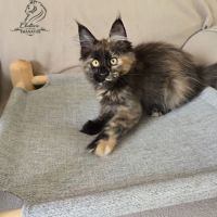 Chaton maine coon #2