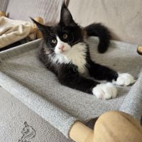 Chaton maine coon