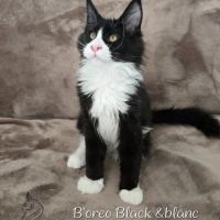 Chaton maine coon