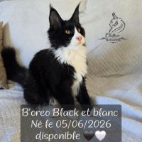 Chaton maine coon