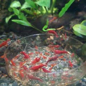 Crevettes neocaridina bloody mary