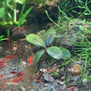 Crevettes neocaridina bloody mary #2