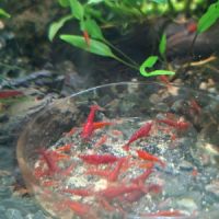 Crevettes neocaridina bloody mary #3
