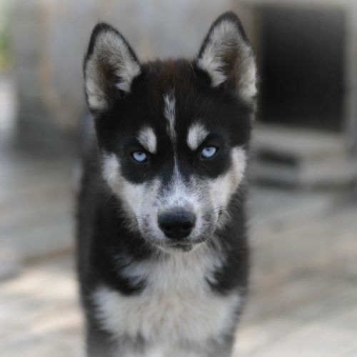 Magnifiques chiots husky à vendre #1
