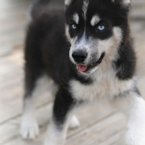 Magnifiques chiots husky à vendre #2