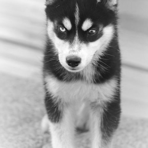 Magnifiques chiots husky à vendre #3