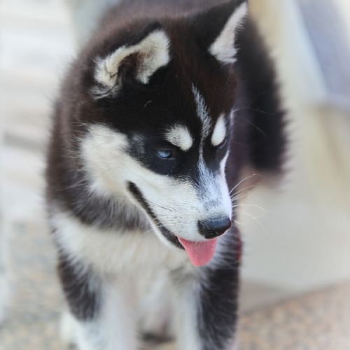 Magnifiques chiots husky à vendre #4