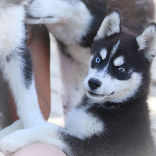 Magnifiques chiots husky à vendre #0