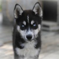 Magnifiques chiots husky à vendre #1