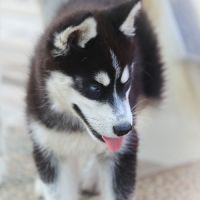 Magnifiques chiots husky à vendre #4