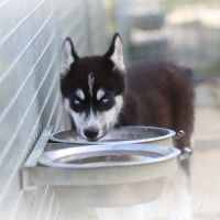 Magnifiques chiots husky à vendre #6