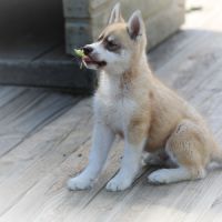 Magnifiques chiots husky à vendre #7